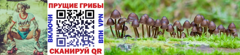 Галлюциногенные грибы мухоморы Тогучин
